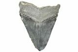 Fossil Megalodon Tooth - South Carolina #365758-2